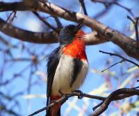 mistletoebird