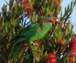 musk-parrot tasmania