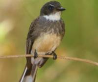 northern-fantail   cooktown-fnq