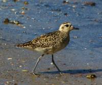 pacific-golden-plover cairns-qld