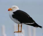 pacific-gull