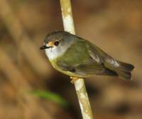 pale-yellow-robin qld