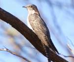 pallid-cuckoo bowra-station qld