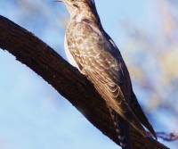 Pallid Cuckoo Diamantina NP QLD