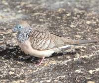 peaceful-dove-davies-creek-np-qld