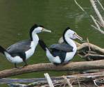 pied-cormorant with-crest