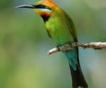 rainbow-bee-eater