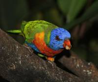 rainbow-lorikeet-mt-lewis-qld