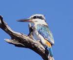 red-backed-kingfisher bowra-station qld