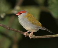 red-browed-finch qld