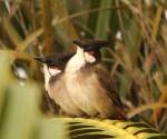 red-whiskered bulbul-kiama-nsw