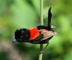 red-winged-fairy-wren     cairns-qld