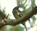 regent-honeyeater chilton-vic