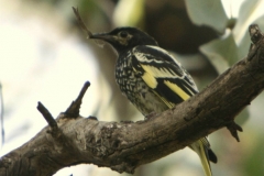 2 regent-honeyeater-chilton-vic