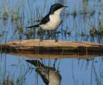 restless-flycatcher bowra-station qld