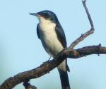 restless-flycatcher bowra-station qld