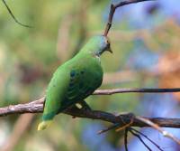 rose-crowned-fruit-dove   cairns-qld