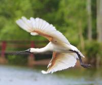 royal-spoonbill-cairns-qld