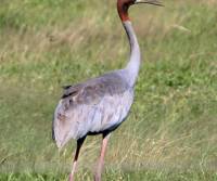 sarus-crane   qld