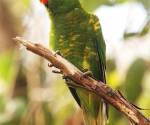 scaly-breasted-lorikeet port-macquarie