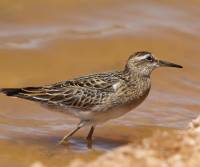 sharp-tailed-sandpiper-birdsville-track