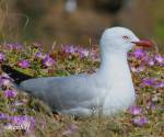 silver-gull