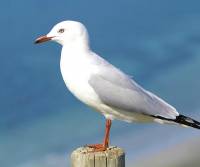 silver-gull