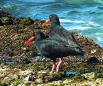 sooty-oyster-catcher tasmania