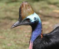 southern-cassowary  qld