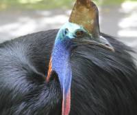 southern-cassowary   qld