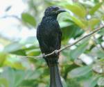 spangled-drongo port-macquarie