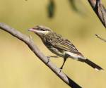 spiney-cheeked-honeyeater bowra-station-qld_