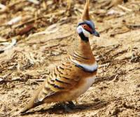 spinifex-pigeon-old-cork-station