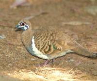 squatter-pigeon   granite-gorge mareeba-fnq