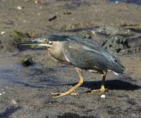 striated-heron cairns-qld