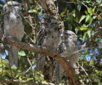 tawny-frogmouth-family