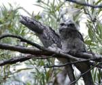 tawny-frogmouth