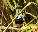 variegated-fairy-wren port-macquarie