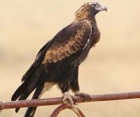 wedge-tailed-eagle