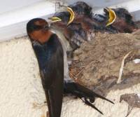 welcome-swallow-clifton-beach-qld