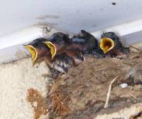 welcome-swallow-clifton-beach-qld