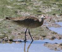 whimbrel   cairns