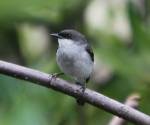 white-breasted-robin-qld