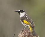 white-cheeked-honeyeater port-macquarie