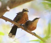 white-crowned-babbler-mataranka-n-t