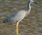 white-faced-heron