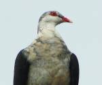 white-headed-pigeon-merimbula