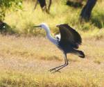 white-necked-herron bowra-station qld