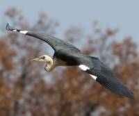 white-necked-herron