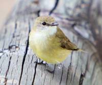 Lemon-bellied Flycatcher (davies-creek-np-qld)